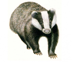 Badger culls, farmer political appeasement, and limited scientific evidence