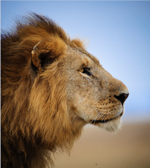  LionAid - Scientific estimate of lion populations in Africa
