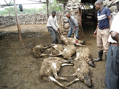 Dead sheep with farmers in Africa