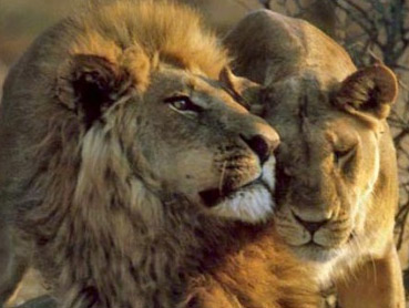 Lion and Lioness