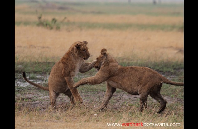 Cubs play fighting 
