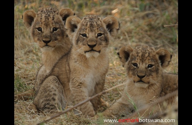A trio of lion cubs 