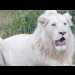 Casper, the white lion at the Isle of Wight Zoo