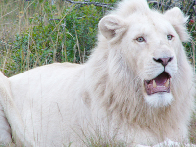 Casper, the white lion at the Isle of Wight Zoo