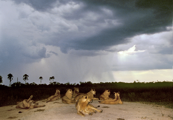 Thunder wakes Lions 