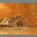 "Chilled" by Simon Stevenson