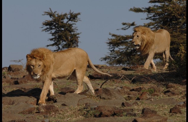 Two fine male lions