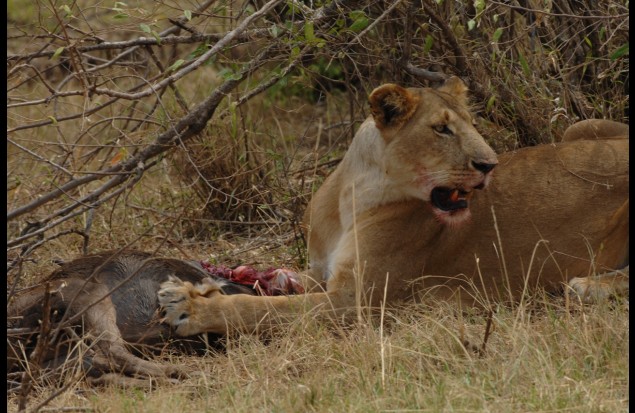 Lunch for a lioness