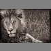 "Lion Eyes" by Scott Ward