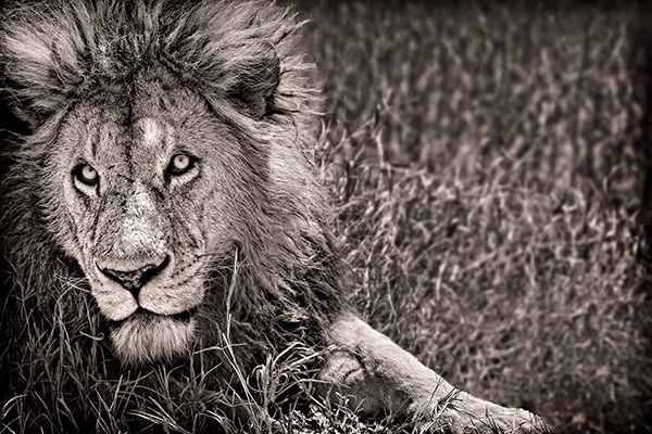 "Lion Eyes" by Scott Ward