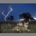 Lions with lightning by Chris Harvey
