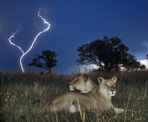 Lions with lightning by Chris Harvey