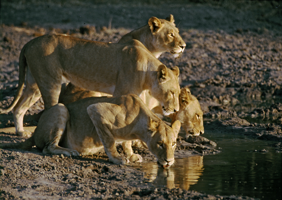 Santawani Pride drinking by Chris Harvey