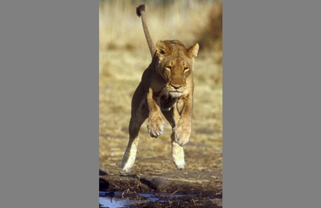 Dolcetta leaping by Chris Harvey