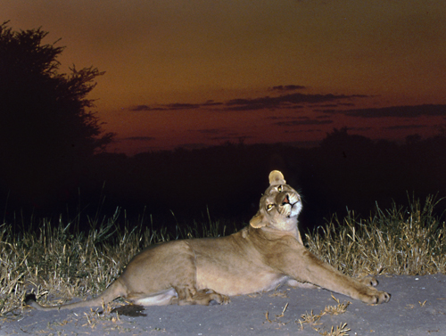 Lioness Stretching by Chris Harvey