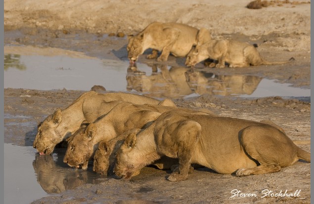 Lions Drinking by Steven Stockhall