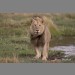 A fine male lion by Steven Stockhall