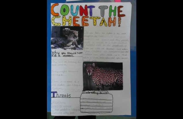 Cheetahs Cheetahs