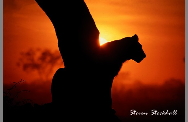 A lion at sunrise by Steven Stockhall