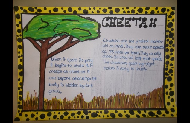 Fact file - the Cheetah