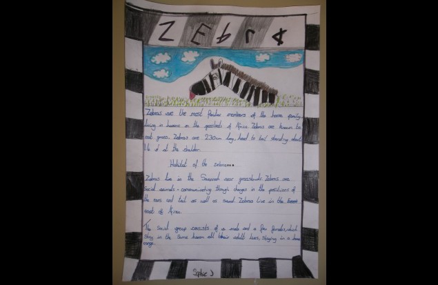 Fact file - the Zebra