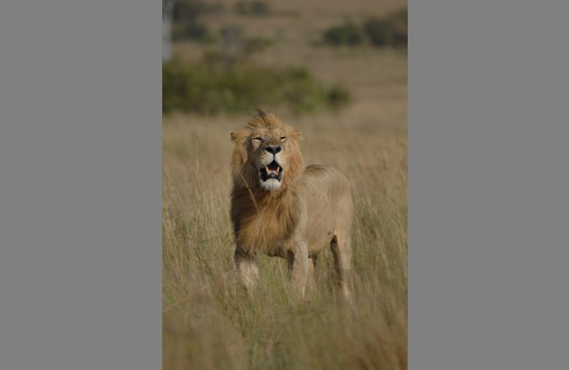 A magnificent male lion by Martin Fowkes