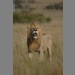 A magnificent male lion by Martin Fowkes