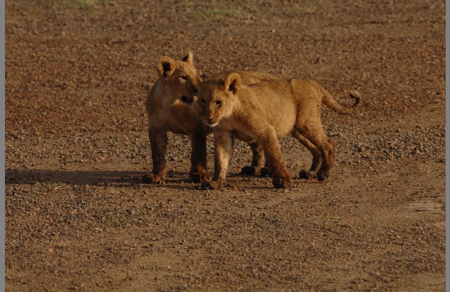 Two lion cubs by Martin Fowkes