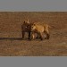 Two lion cubs by Martin Fowkes
