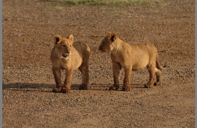 Again two lion cubs by Martin Fowkes