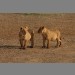 Again two lion cubs by Martin Fowkes