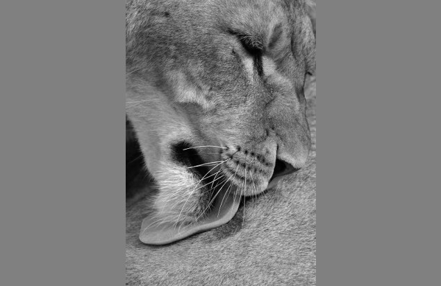 A study in Black and White by Martin Fowkes