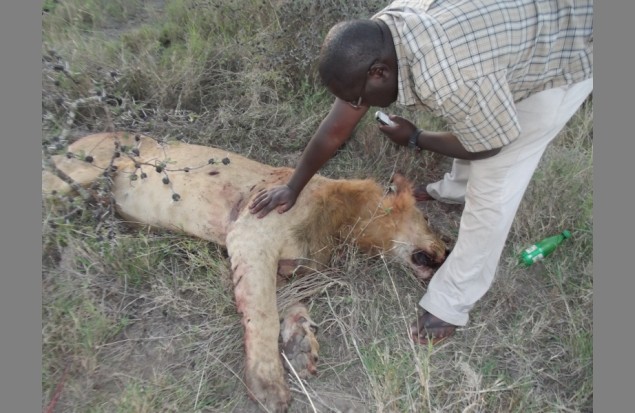 Lion Killed by spearing -6