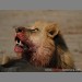 A lion eating lunch by Steven Stockhall