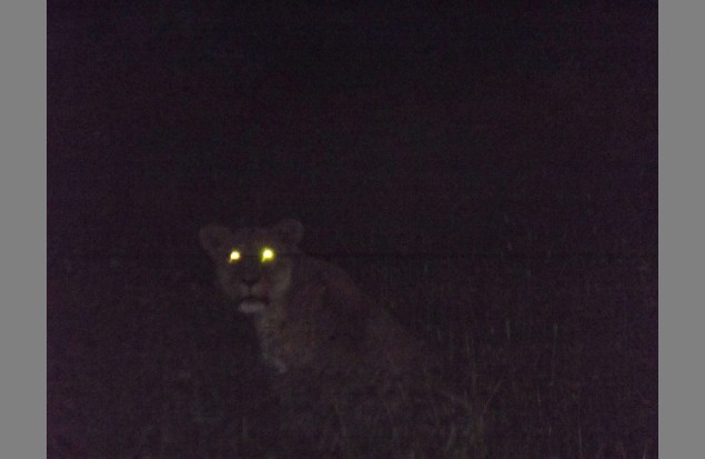 A lion stalking at night