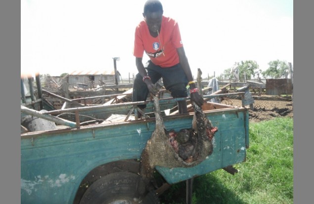 A herdsman loads a dead goat onto a truck