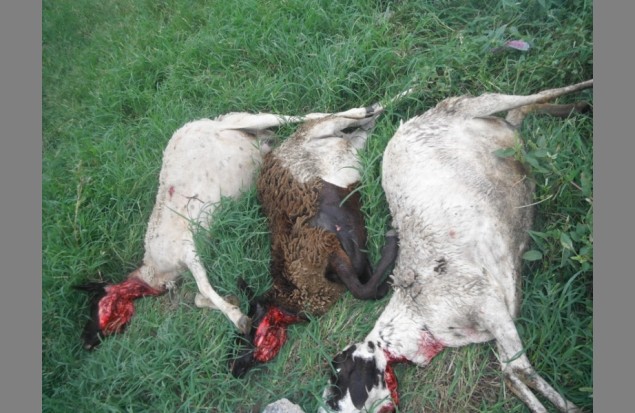 Three dead goats
