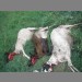 Three dead goats