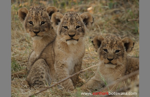 A trio of lion cubs by Steven Stockhall