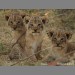 A trio of lion cubs by Steven Stockhall