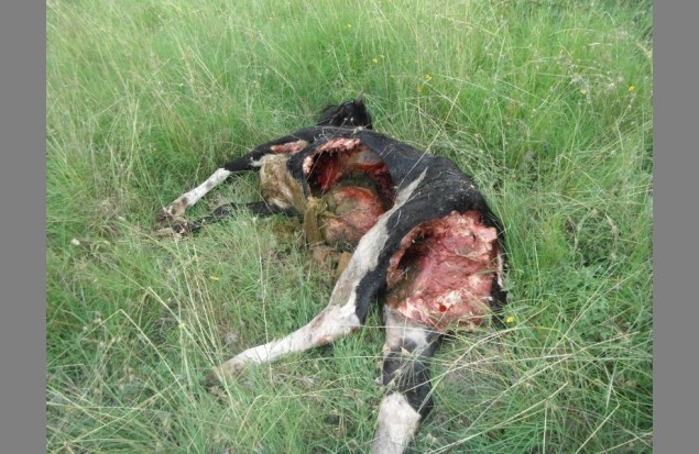 Cow killed by predation