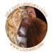 Langum Lion Shirt logo