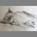 Louisa Pearson's 1st lion drawing