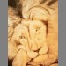 Louisa Pearson's lion drawing 