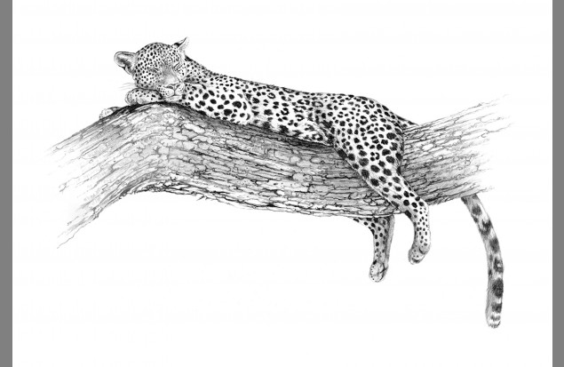 "Moremi Leopard" by Kim Thompson