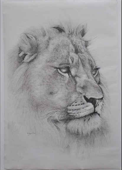 to lion how step face step by draw LionAid Image LionAid  Campaigns  for Galleries