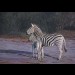 "Ever Watchful - Zebra Mare and Foal"