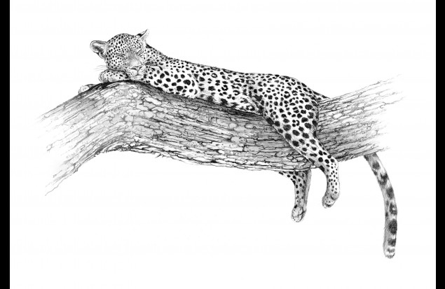 "Moremi Leopard" by 