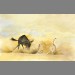 "Stand off" by Simon Stevenson "Stand off" by Simon Stevenson