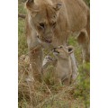 LionAid Charity Personal Message Picture Postcard - The Gift of Giving